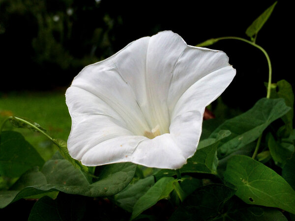 обыкновенные сорняки, Calystegia sepium с цветами
