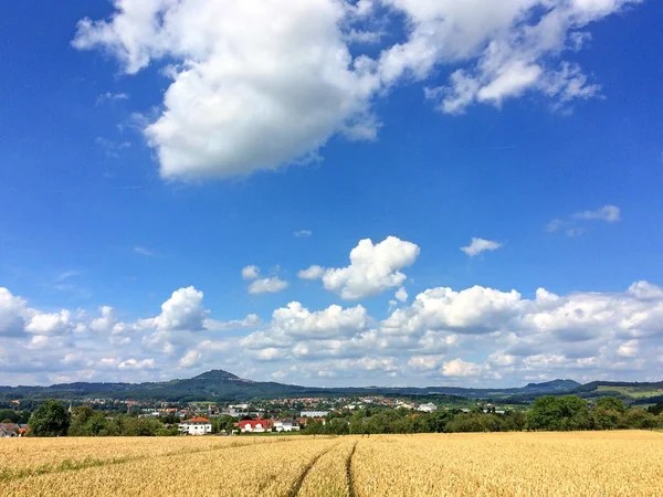 Campo de centeio maduro com céu azul — Fotografia de Stock