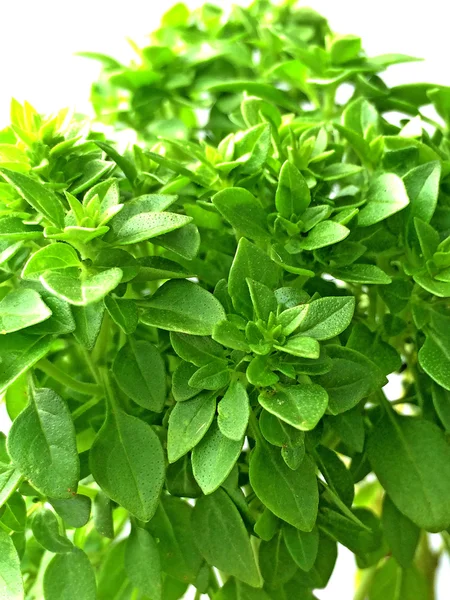 Albahaca con hojas pequeñas — Foto de Stock