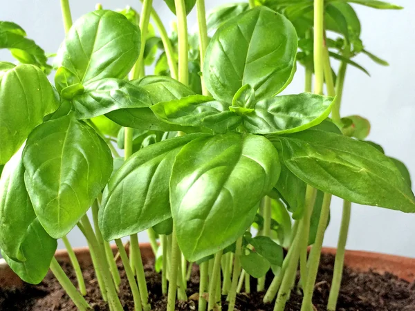 Basil in a flower pot — Stock Photo, Image