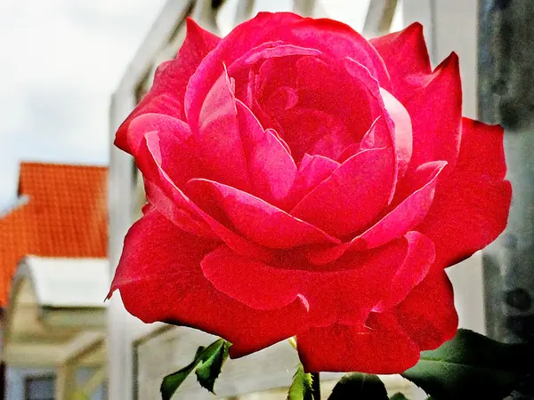 Rose w mieście — Zdjęcie stockowe