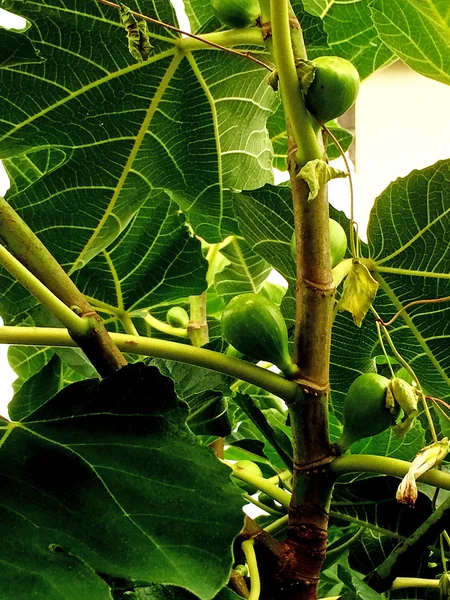 Higo, inmaduro en un árbol — Foto de Stock