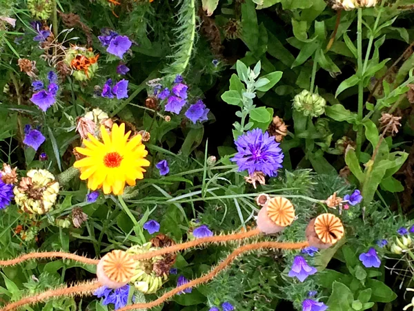 Kwiat na łące — Zdjęcie stockowe