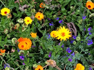 Bir sürü renkli çiçekli çayır.