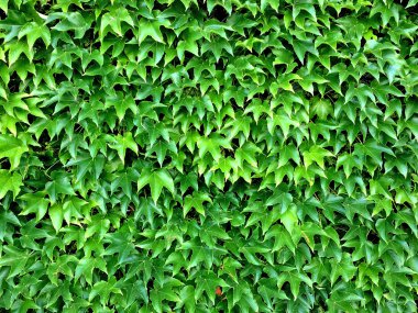 yabani üzüm yaprakları yaz aylarında