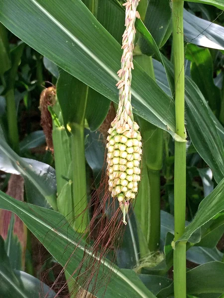 Кукуруза, самец в кукурузе — стоковое фото