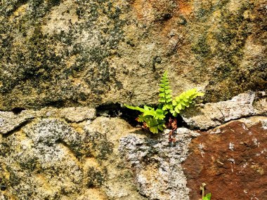 kum taş duvar eski abbey