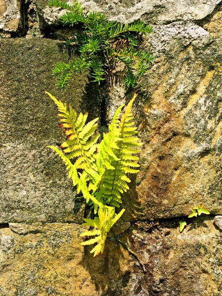 Old abbey wall of sand stones — Stock Photo, Image