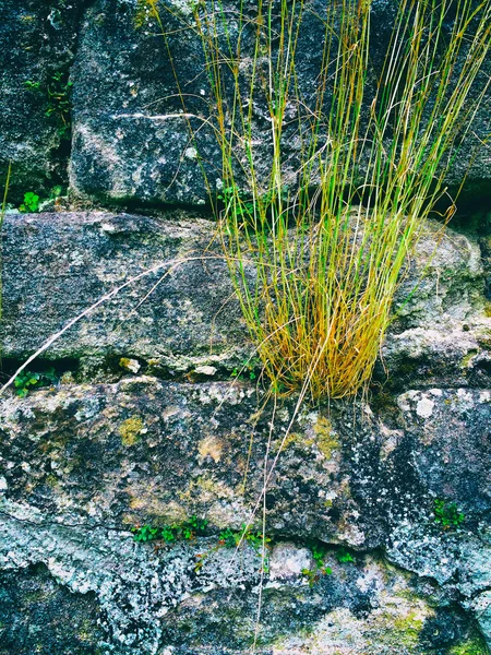 Старая стена аббатства с травой — стоковое фото