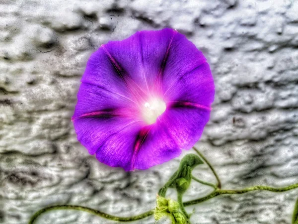 Morning glory, drug van de Azteken — Stockfoto