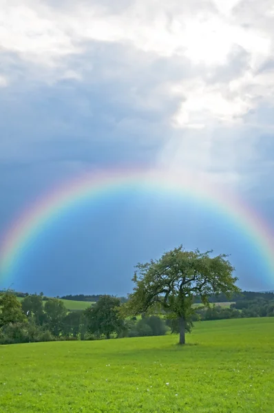 Rainbow ile ağacı — Stok fotoğraf