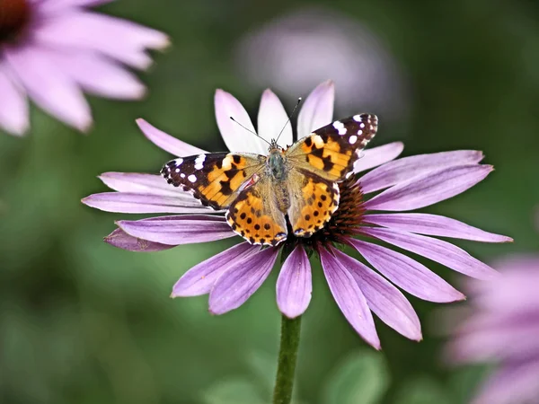 Painted lady on cone flower — Stock Photo, Image