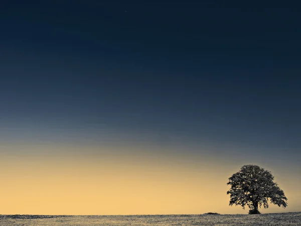 Vecchio albero su un prato — Foto Stock