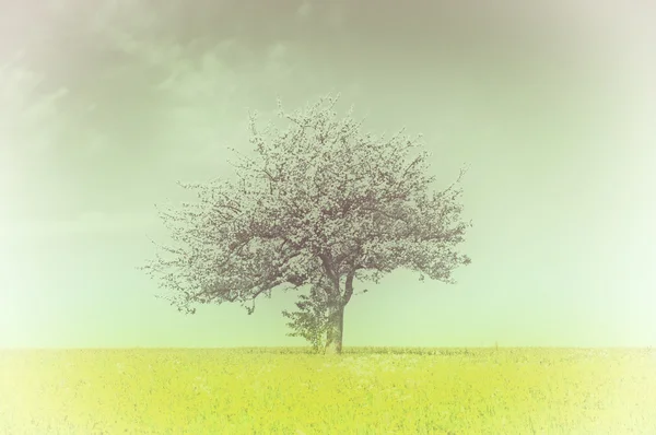 Flor de manzana en un prado amarillo en vista de la vendimia — Foto de Stock