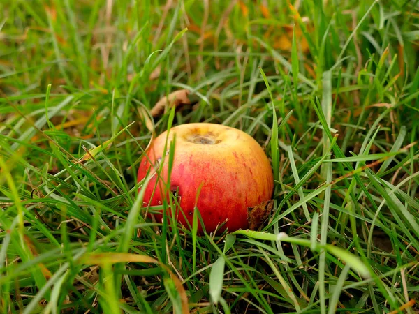 Manzana Caída Árbol Otoño — Foto de Stock