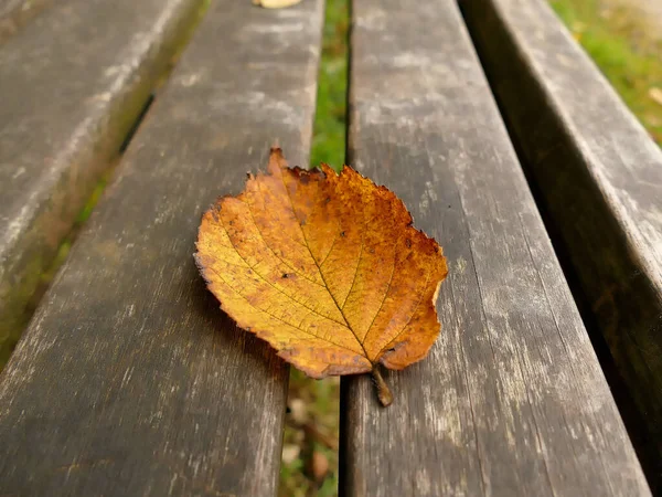 公園のベンチには紅葉が描かれ — ストック写真