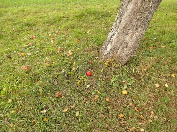 秋に木に落ちたリンゴは — ストック写真