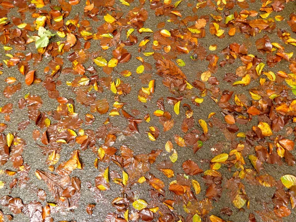 Осенние Цветные Листья Мокрой Улице — стоковое фото