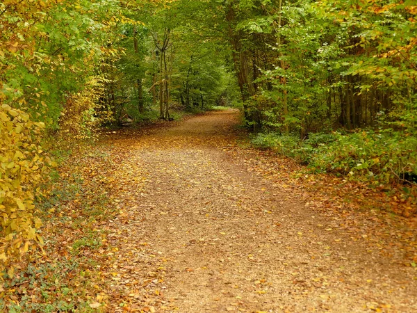 Sonbahar Renklerinde Yapraklar Bir Ormanda Yol Alıyor — Stok fotoğraf