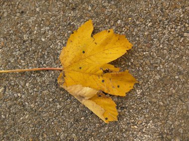 Bir sokak zemininde sonbahar renkli akçaağaç yaprağı