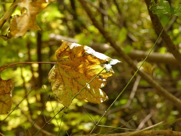 Autumnal Colored Maple Leaf Backlit — Stock Photo, Image