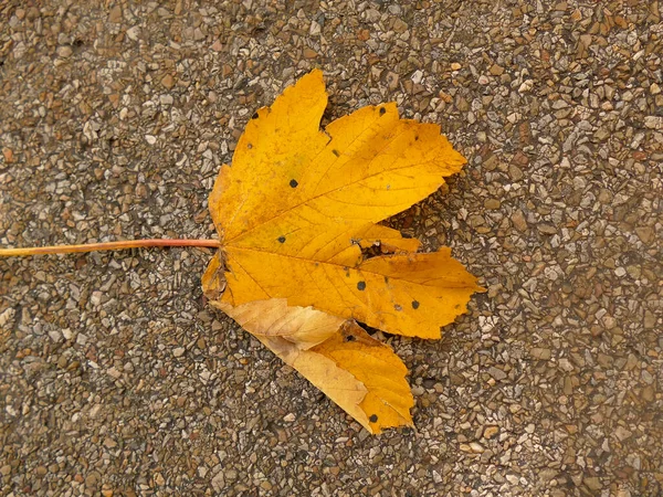 Herbstfarbenes Ahornblatt Auf Einem Straßenboden — Stockfoto