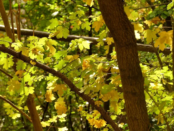 Foglie Acero Campo Colorato Autunnale Retroilluminazione — Foto Stock