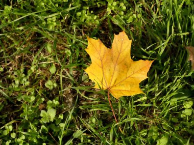 Çimlerin üzerinde sonbahar renkli akçaağaç yaprağı