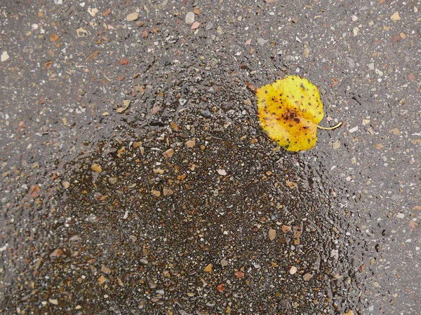 Herbstfarbenes Blatt Auf Nassem Straßenboden — Stockfoto