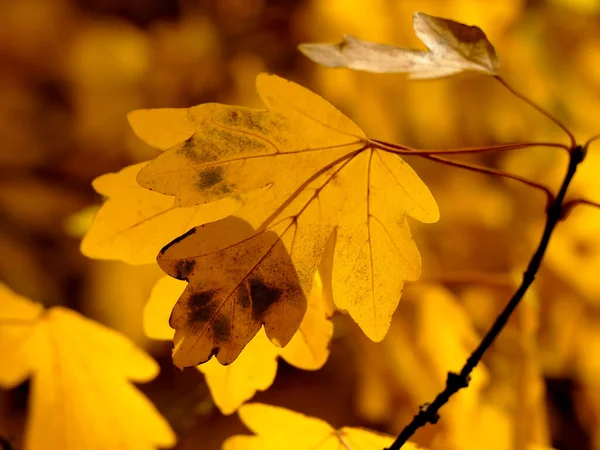 Podzimní Barevné Listy Javoru — Stock fotografie