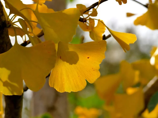 Arka Planda Sonbahar Renginde Ginkgo Yaprağı — Stok fotoğraf