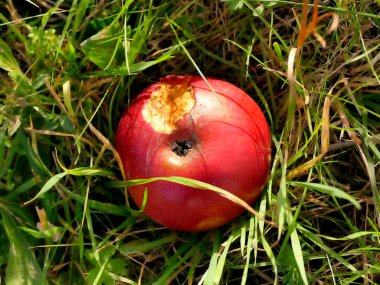 Çayırda ısırılmış olgun bir elma 