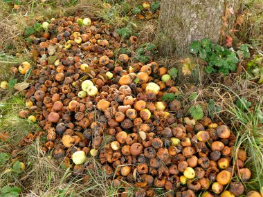 Almanya 'da sonbaharda bir çayırda çürük elmalar