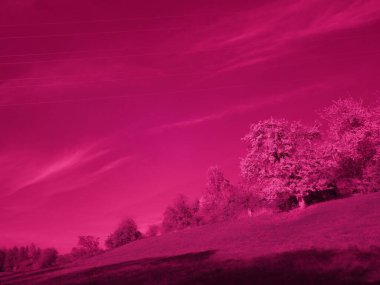 Sonbaharda ağaçların kızıl ötesi fotoğrafı