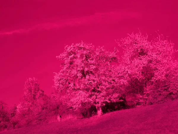 Infrarot Foto Von Bäumen Herbst — Stockfoto
