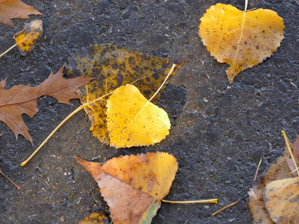 Herabfallendes Laub Herbst Auf Einer Straße Sonne Und Schatten — Stockfoto