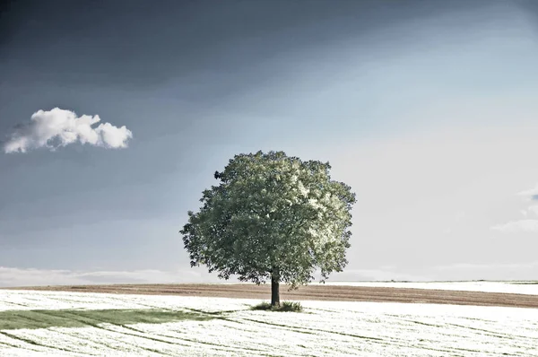 Alter Birnbaum Auf Einem Infrarotfoto — Stockfoto
