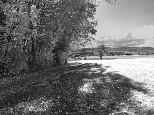 Infrared photo of an old pear tree in a landscape in Germany