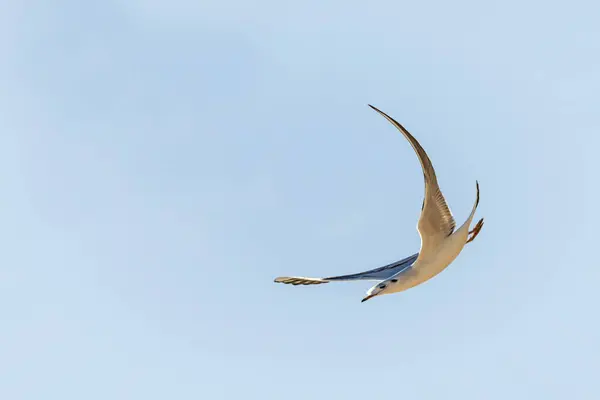 Schwarzkopfmöwe Fliegt Blauschimmel — Stockfoto