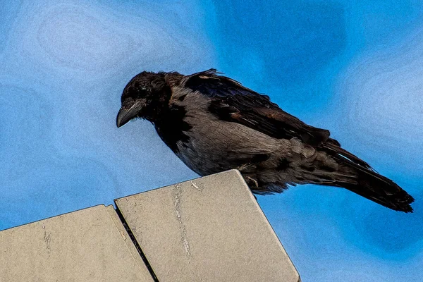 Cuervo Encapuchado Corvus Corone Cornix — Foto de Stock