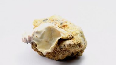 Bir kayanın üzerindeki istiridye kabuğu.