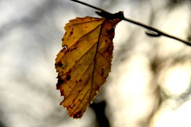 Arka planda sonbahar renkli kayın yaprağı