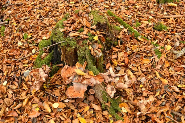 Herfstkleurige Beukenbladeren Met Een Boomstam Met Champignons — Stockfoto