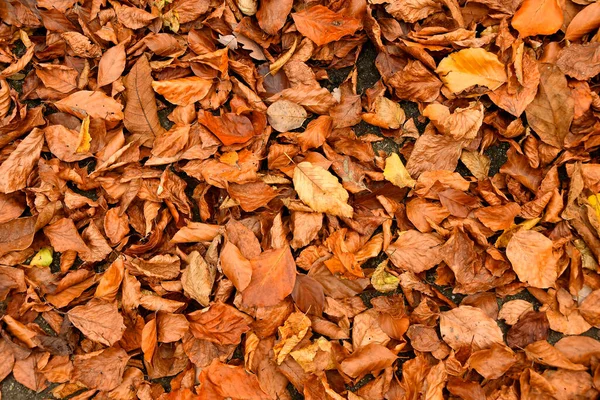 秋色のブナの葉が森の床に — ストック写真