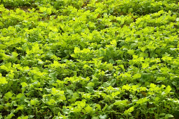 Aceite Rábano Estiércol Verde Otoño —  Fotos de Stock