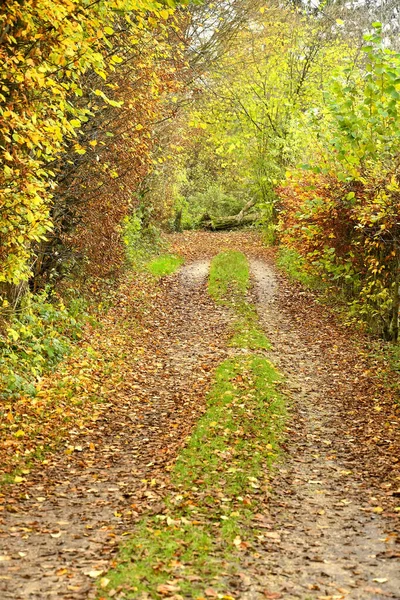 Forest Autumn Way — Stock Photo, Image