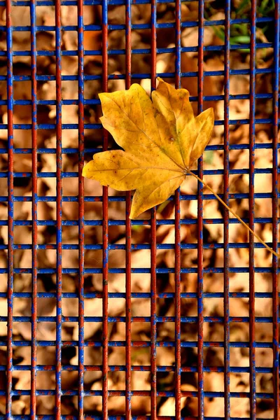 Sonbahar Renkli Akçaağaç Yaprağı Mavi Bir Koltuk Izgarası Üzerinde — Stok fotoğraf
