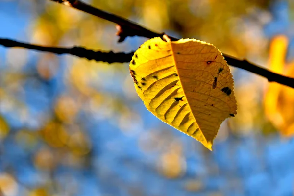 Herbstlich Gefärbtes Buchenblatt Gegenlicht — Stockfoto