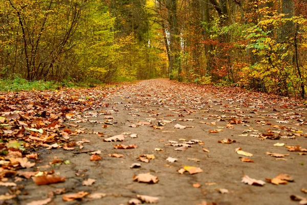 Camino Del Bosque Otoño Luz Suave Soleada — Foto de Stock