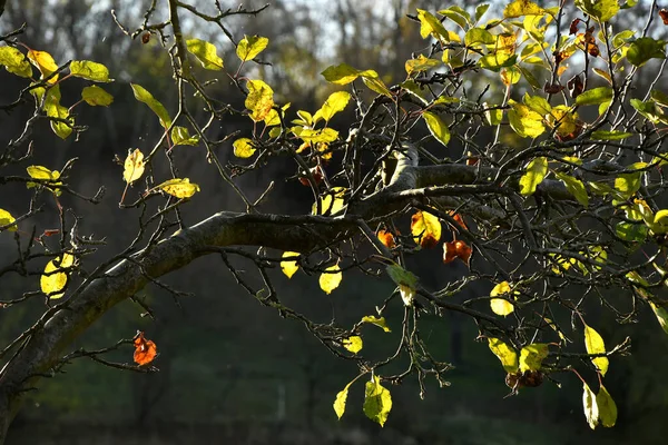 Herbstlich Gefärbte Blätter Gegenlicht — Stockfoto